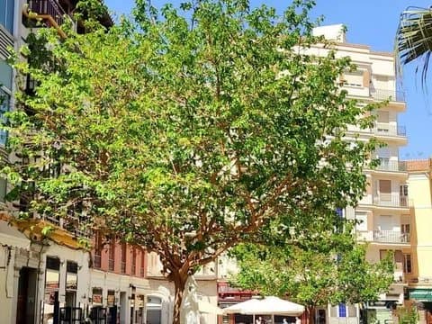 Penthouse on Calle Granados with wraparound terrace thumbnail 23